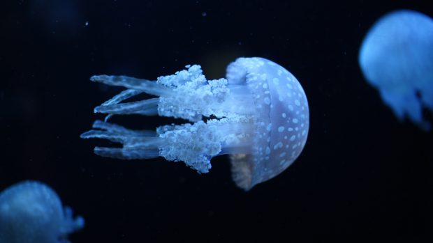 Free Download Jellyfish Photo.