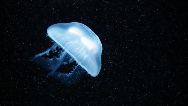 Free Download Jellyfish Picture.