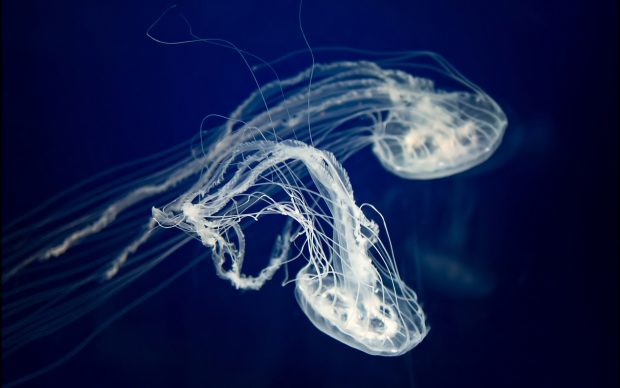 Free Download Jellyfish Wallpaper.