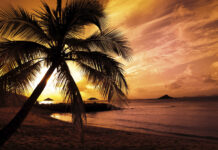 Free Download Palm Tree Backgrounds.