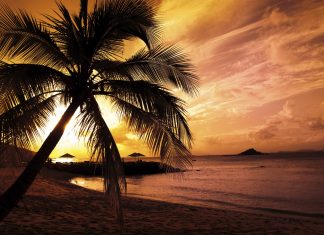 Free Download Palm Tree Backgrounds.