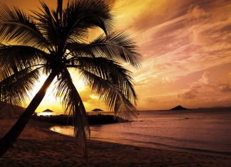 Free Download Palm Tree Backgrounds.