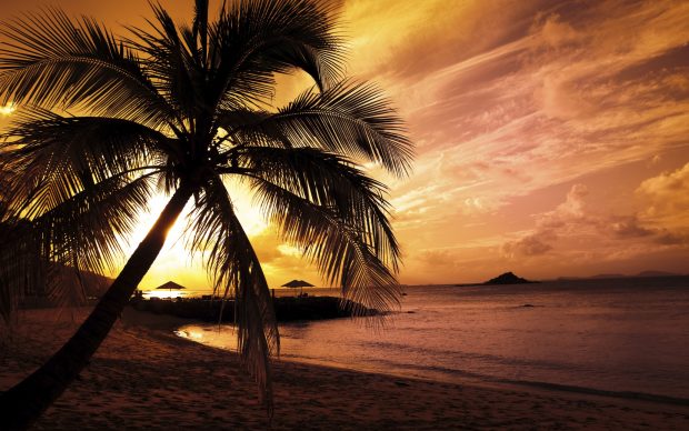 Free Download Palm Tree Backgrounds.