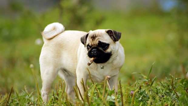 Free Download Pug Backgrounds.