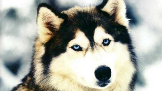 Free Download Siberian Husky Image.