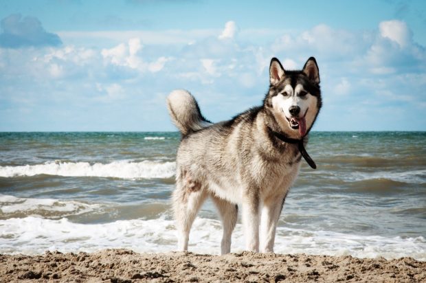 Free Download Siberian Husky Photo.