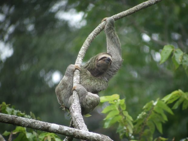 Free Download Sloth Image.