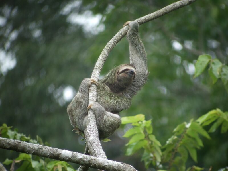 Sloth Wallpapers - PixelsTalk