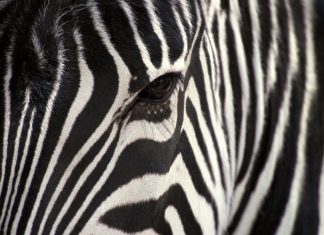 Free Download Zebra Print Wallpaper HD.