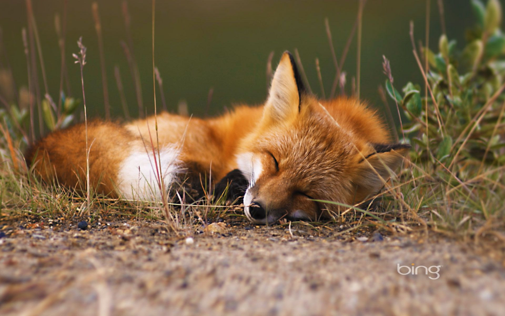 Fox Wallpapers For Desktop  PixelsTalkNet