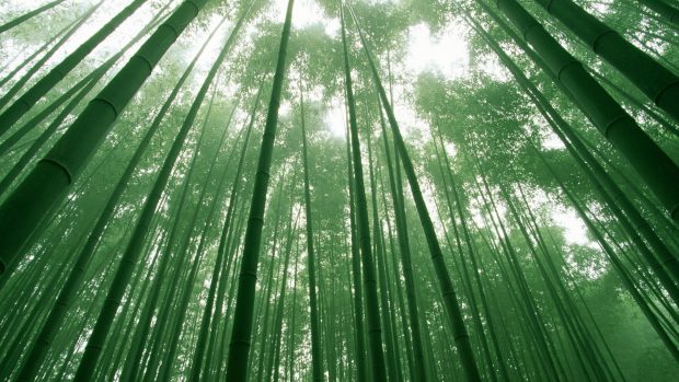 Free Green Bamboo Wallpaper HD.