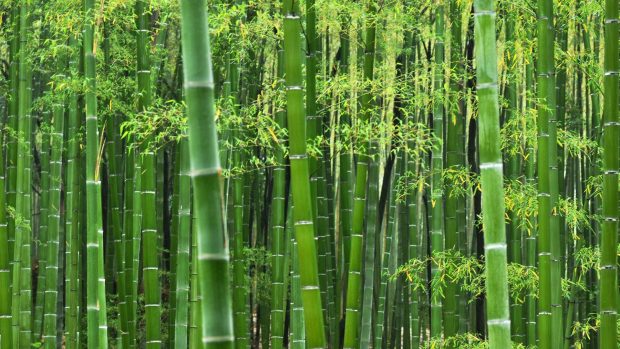 Free HD Bamboo Wallpapers Download.