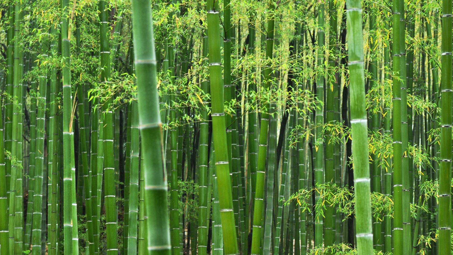 Free HD Bamboo Wallpapers | PixelsTalk.Net