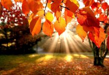 Free HD Fall Wallpapers.