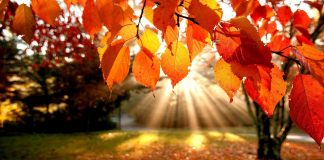 Free HD Fall Wallpapers.