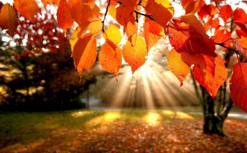Free HD Fall Wallpapers.