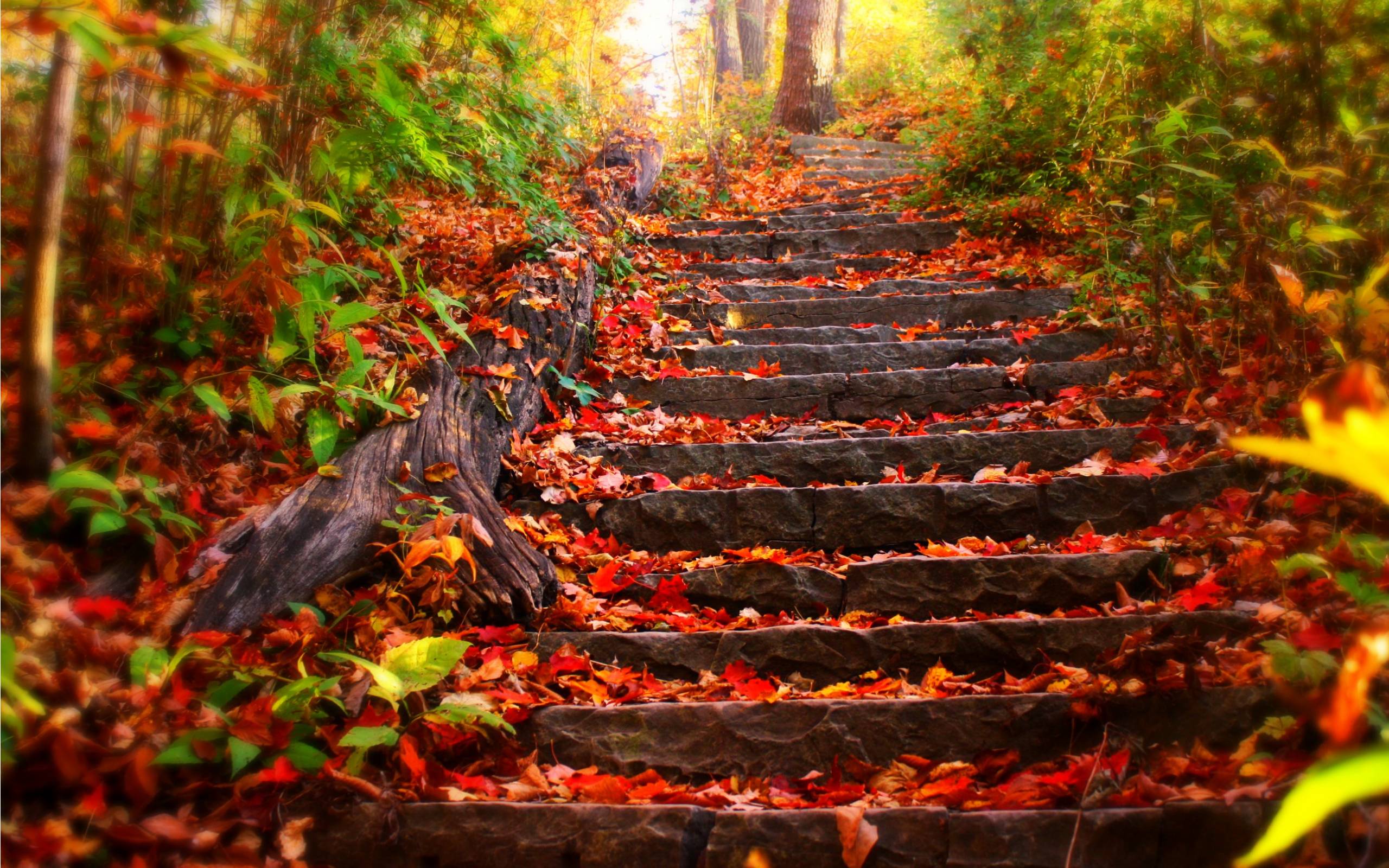 fall wallpapers hd make your desktop