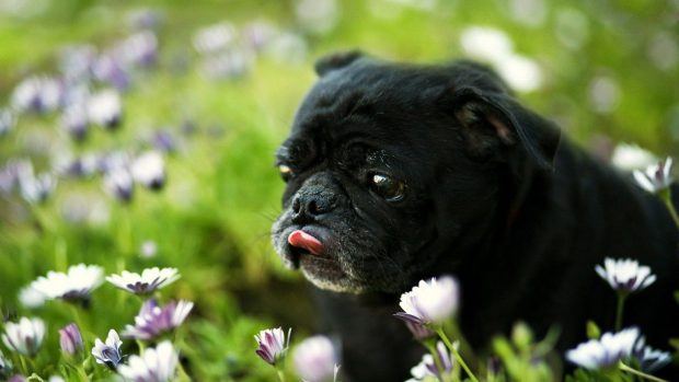 Free HD Pug Wallpapers.