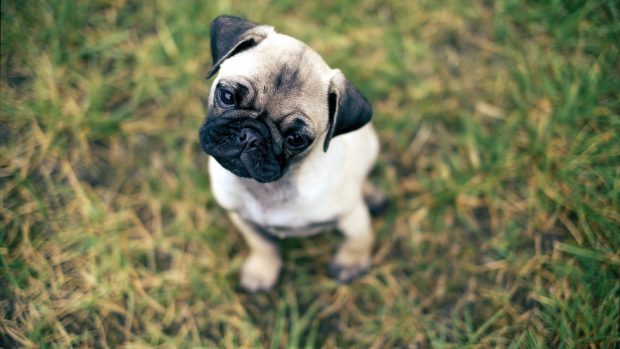 Free HD Pug Wallpapers.