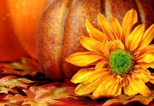 Free HD pumpkin wallpaper.