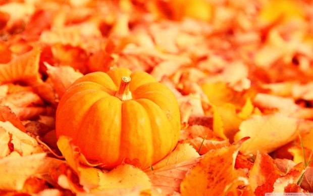 Free Images HD Pumpkin Wallpapers.