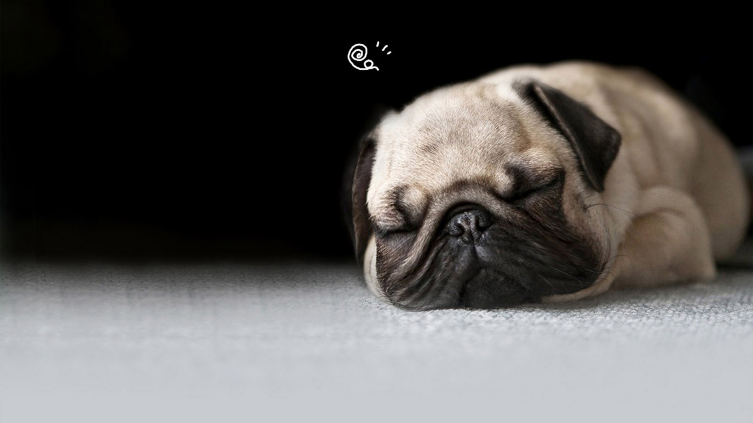 Free Desktop Pug Wallpapers | PixelsTalk.Net