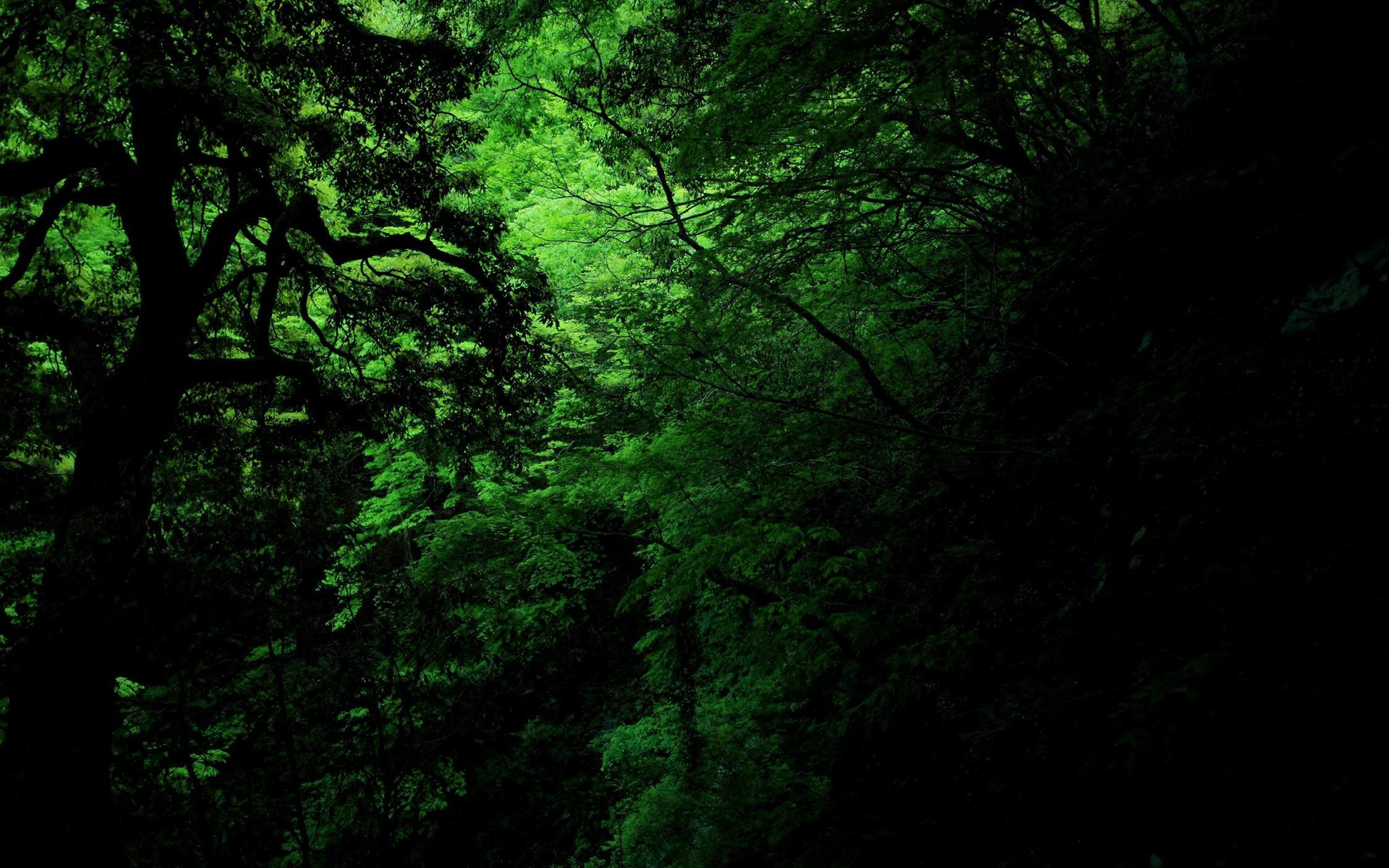 9  Fluff and Stuff on We Heart It  Dark green aesthetic Forest photos Forest  wallpaper
