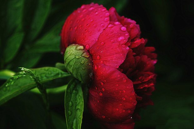 Free Peony Image Download.