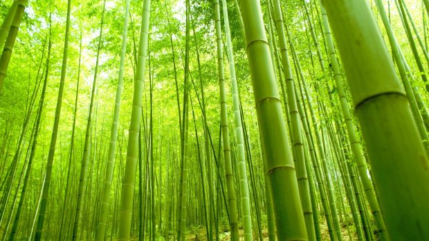 Free Photos Desktop Bamboo HD Wallpapers.