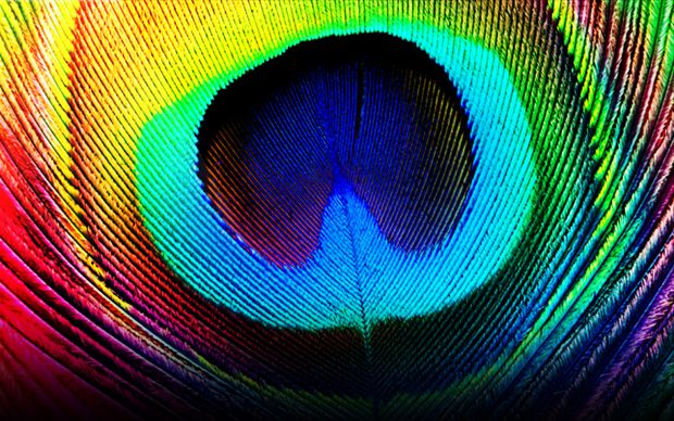 Free Photos HD Peacock Wallpaper.