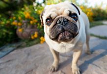 Free Photos HD Pug Wallpapers.