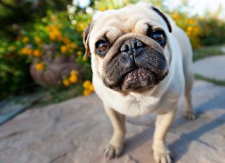 Free Photos HD Pug Wallpapers.