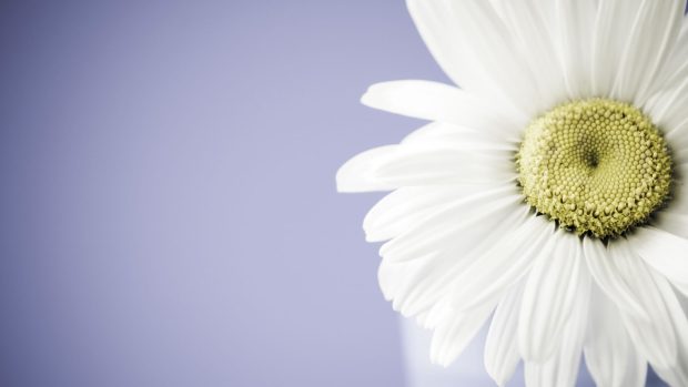 Fresh daisy Flower wallpaper 1920x1080 widescreen .