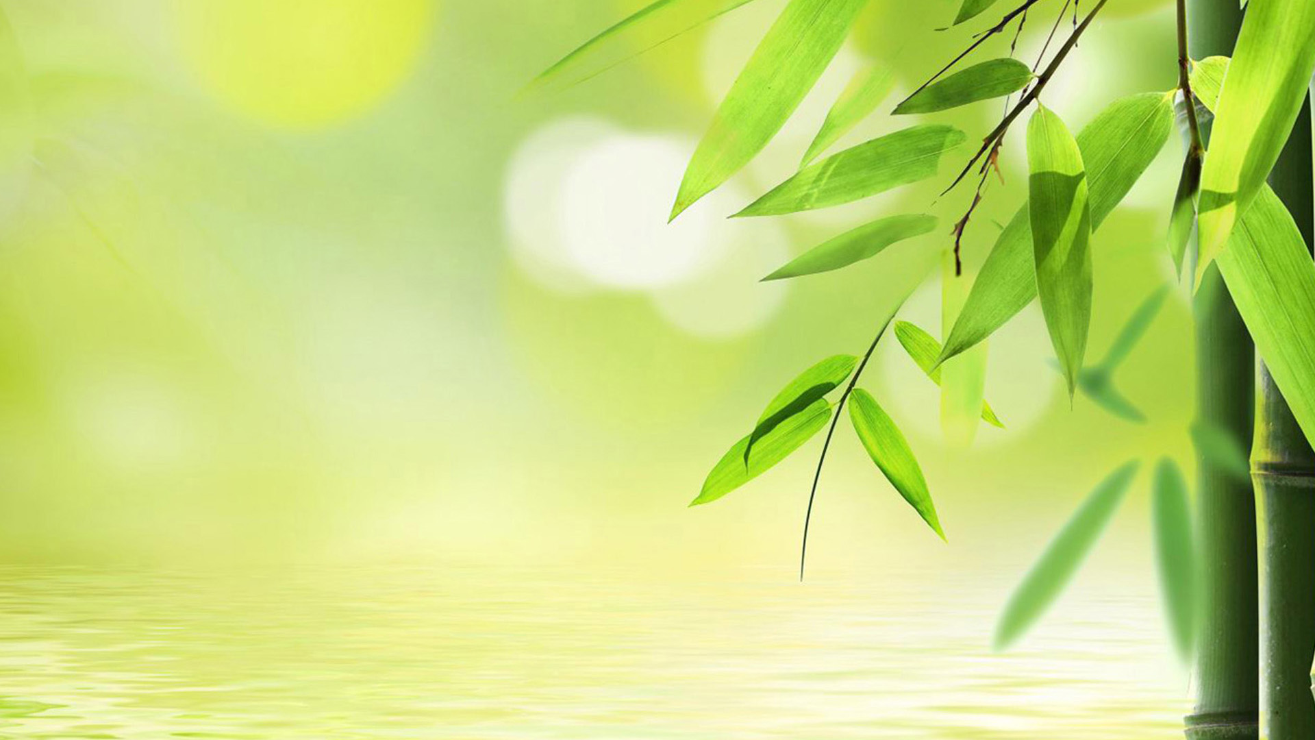 Free HD Bamboo Wallpapers PixelsTalk Net