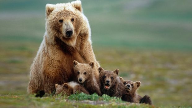 Full hd Bear family mom and babys wallpaper 1080p.