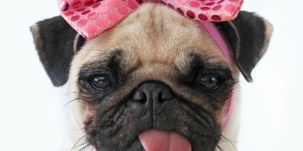 Funny pug wallpaper hd background wallpaper.