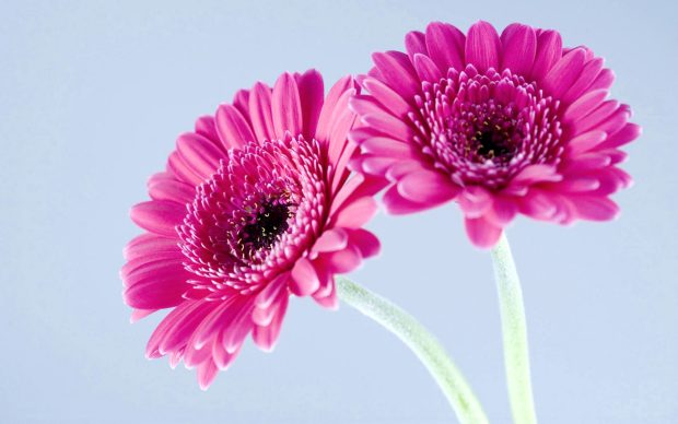 Gerbera Daisy Wallpaper HD.