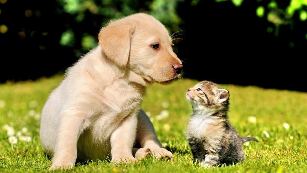 Gogs cute friends best friends forever friendship puppy kitten nature high quality wallpaper.