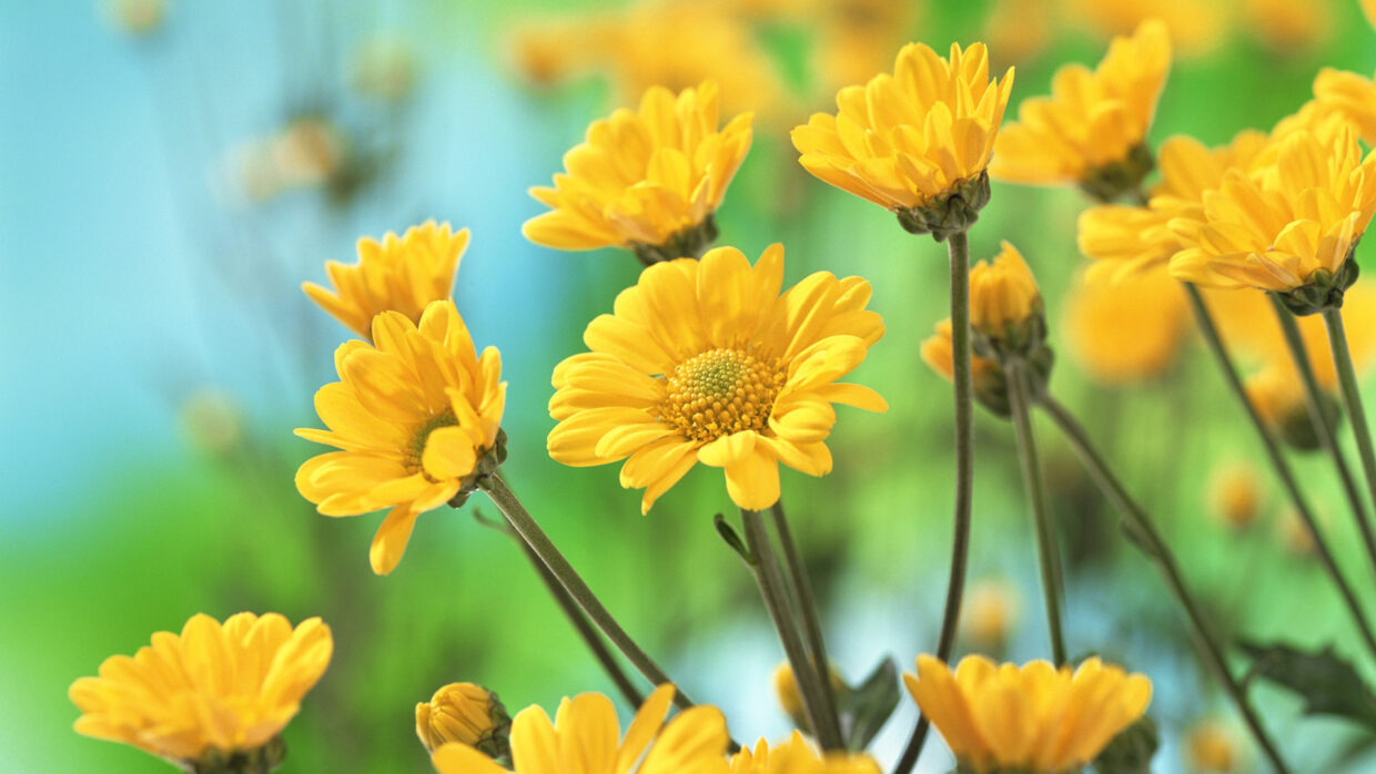 Desktop Flower HD Wallpapers - PixelsTalk