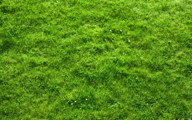 Gorgeous Grass Wallpaper.