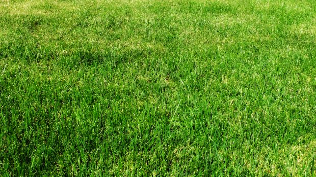 Grass Backgrounds Download Free.
