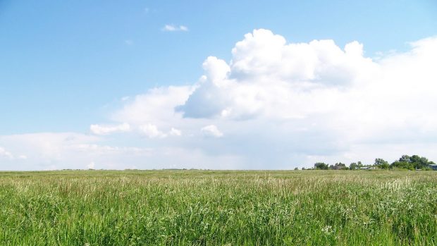 Grass Backgrounds Free.