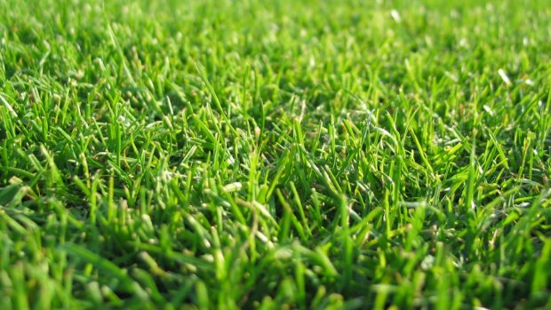 Grass Backgrounds Free Download.