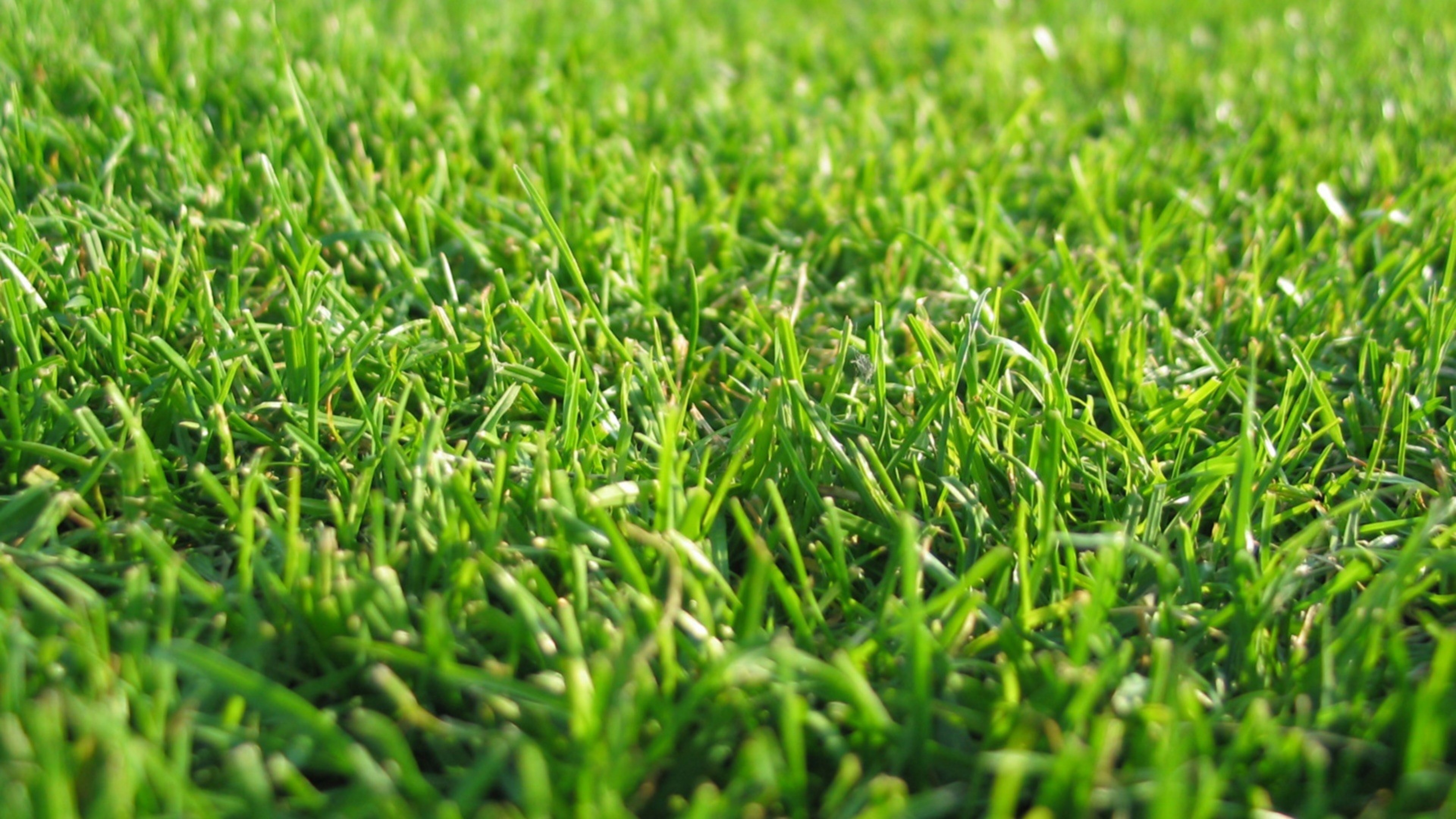 6239 High Resolution Grass Stock Photos  Free  RoyaltyFree Stock Photos  from Dreamstime