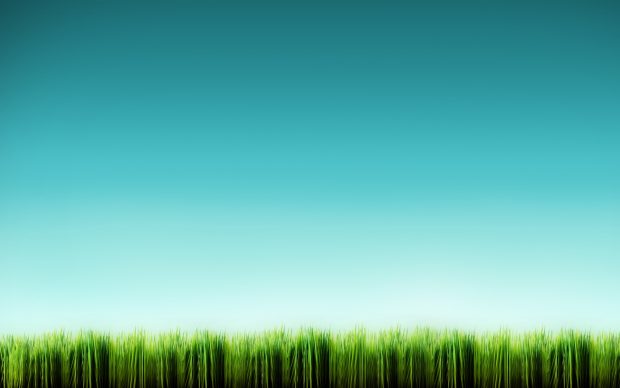 Grass HD Wallpaper.