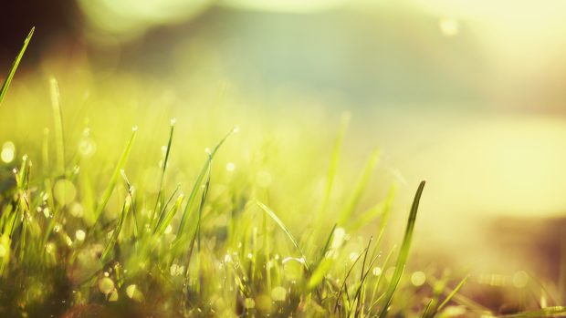 Grass Wallpapers HD.