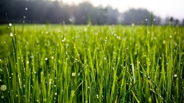Grass Wallpapers HD Free Download.