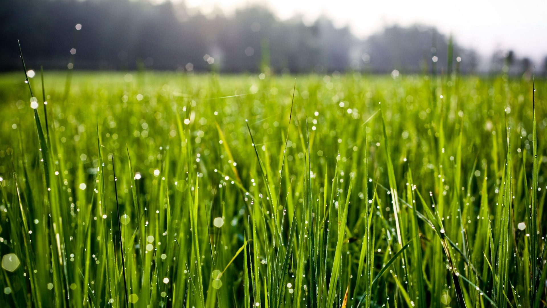 Grass Wallpapers HD | PixelsTalk.Net