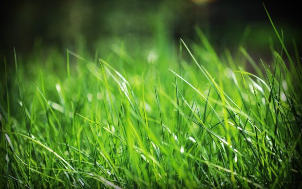 Grass wallpaper background hd wallpapers.