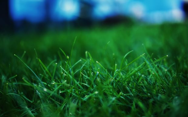 Grass wallpaper photos hd wallpapers.